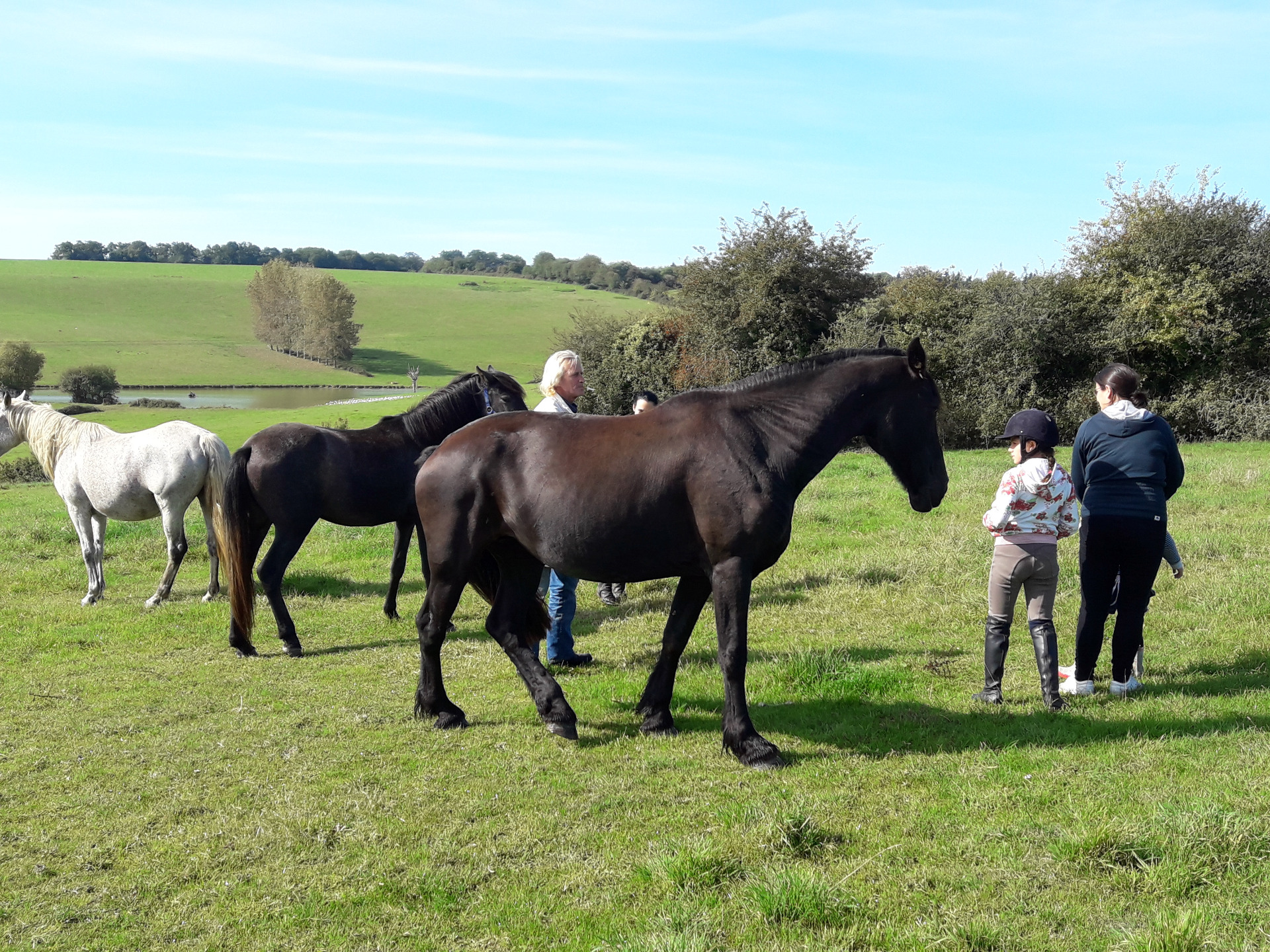 Vaches laitières au pâturage, une vache noire et blanche au premier plan, autres au fond.